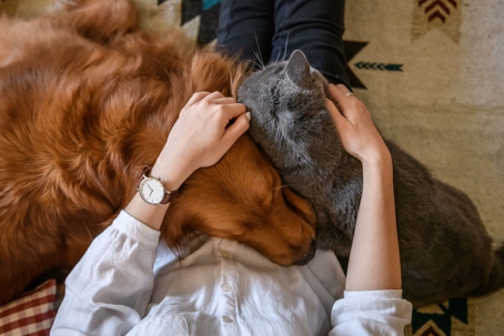 dog and cat playing