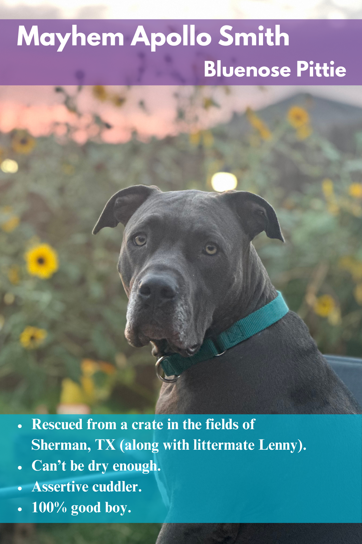 Mayhem  Apollo Smith Photo